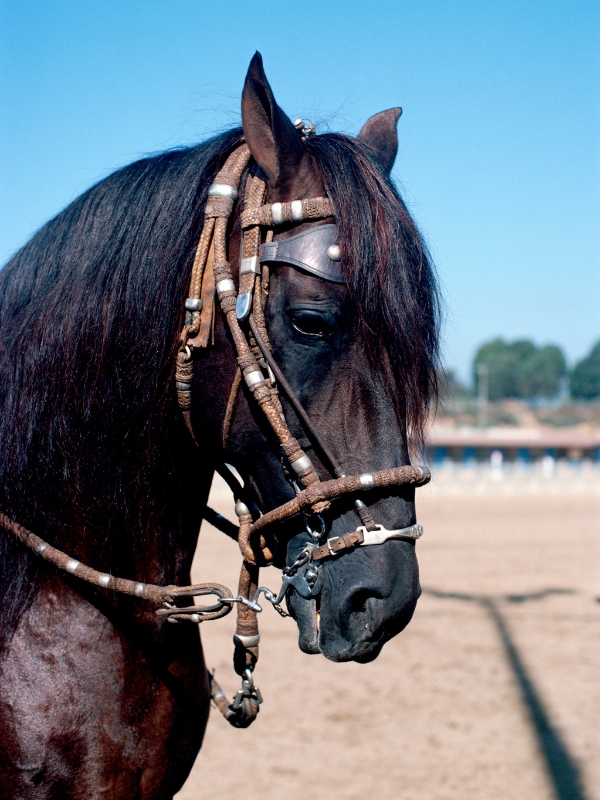 black peruvian horse with a bridle on