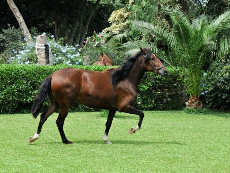 a peruvian horse trotting in an outdoor grass ring