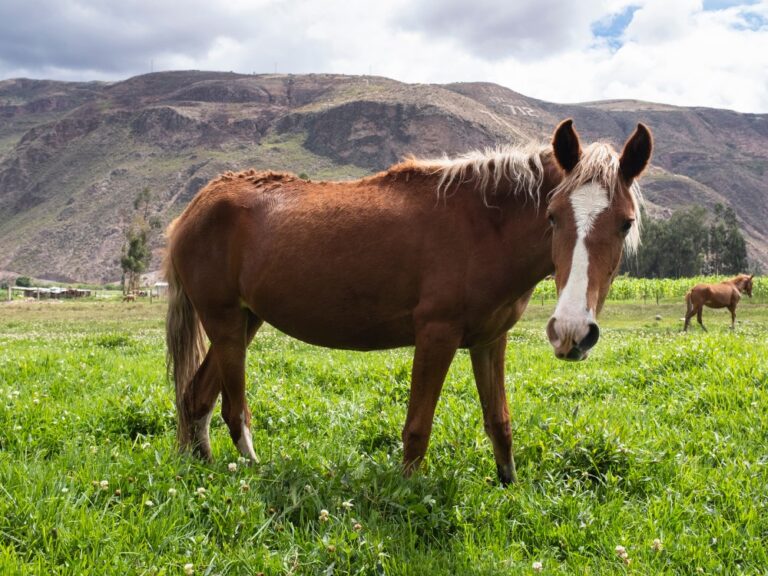 a peruvian horse standing in a field eating grass but how much are they to buy